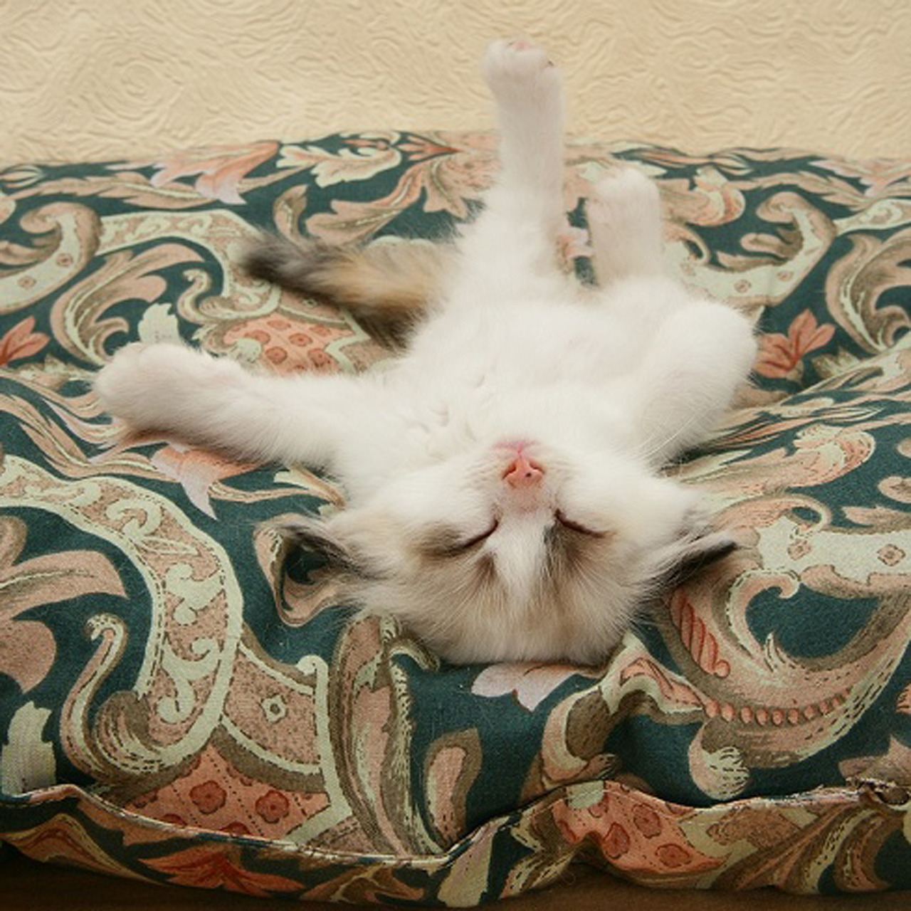 Sleeping Kitten