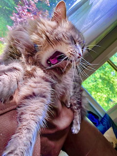 Yawning Fredward Cat