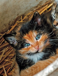 Calico Kitten