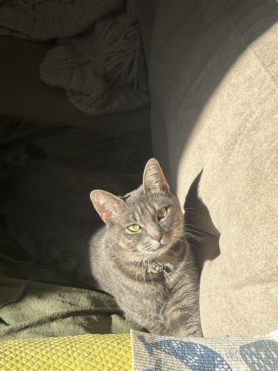 Cat sitting in warm sunlight with glowing fur