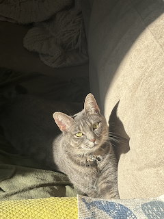 Cat in Sunlight