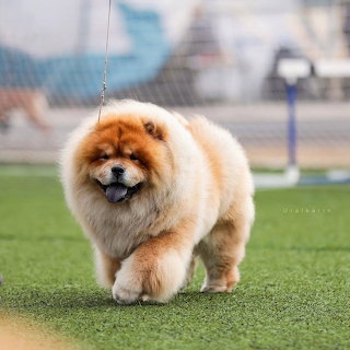 Chow Chow Dog