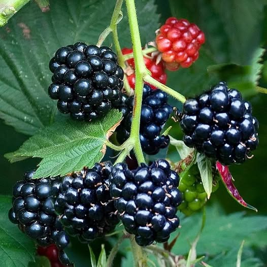 Hedgerow Blackberries