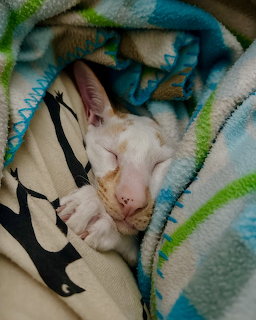White cat sleeping under blue blankets with paws tucked in