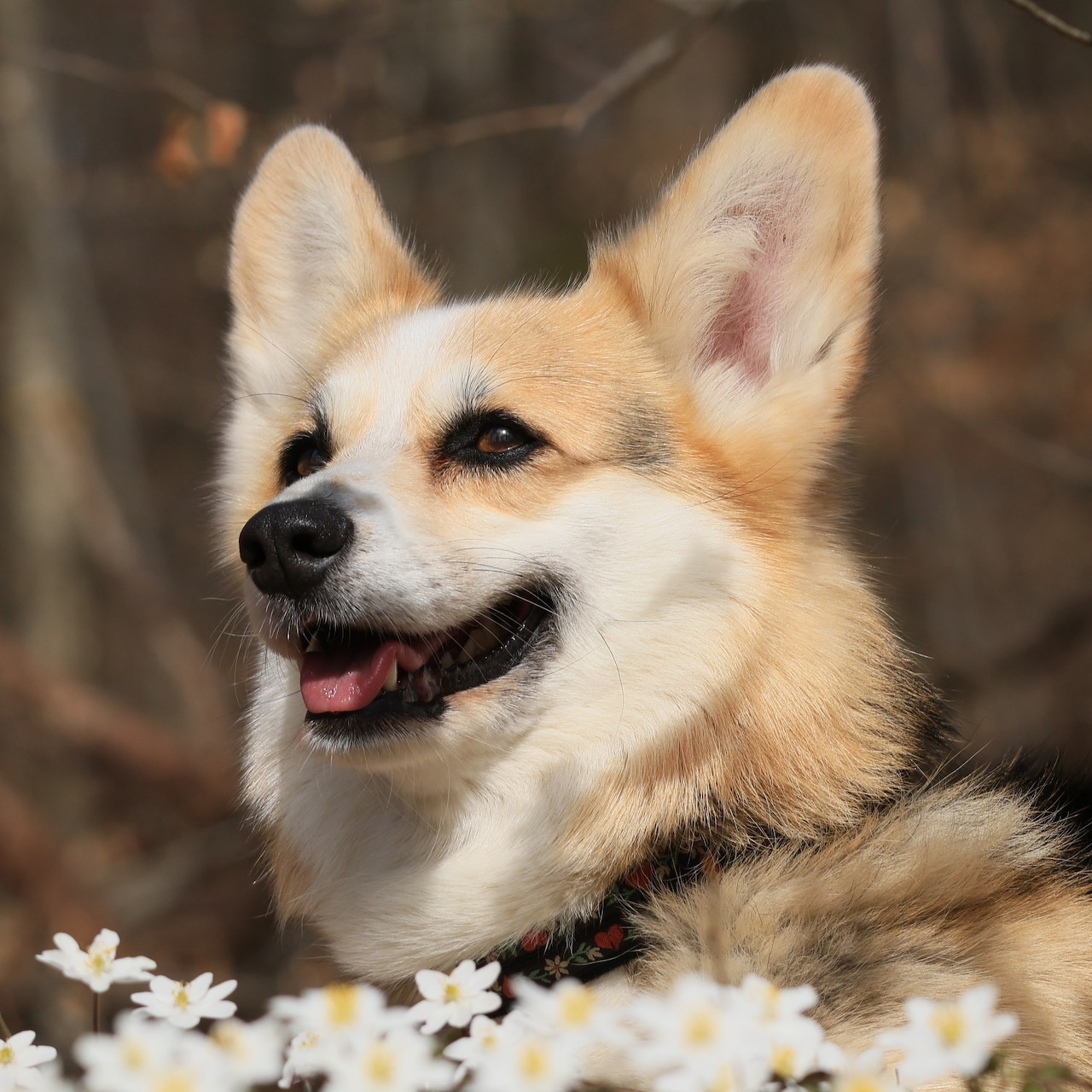 Close-up of a smiling Welsh Corgi dog with white daisies in foreground