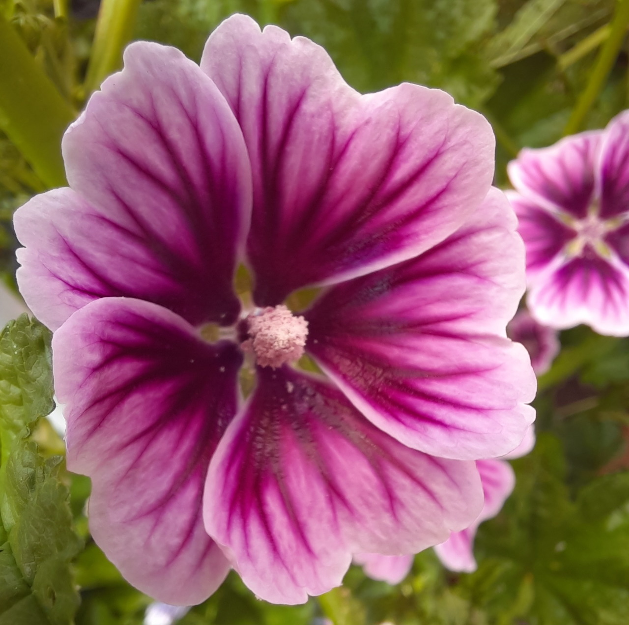 Close-up of a pink-purple mallow flower with dark veins against green leaves
