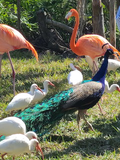 Flamingos and Peacock