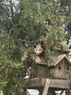 Opossum sitting on top of a wooden birdhouse surrounded by green tree branches