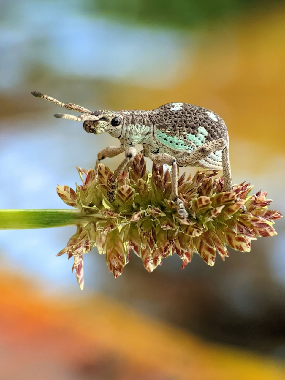Macro photo of a weevil beetle on a dried flower with colorful blurred background
