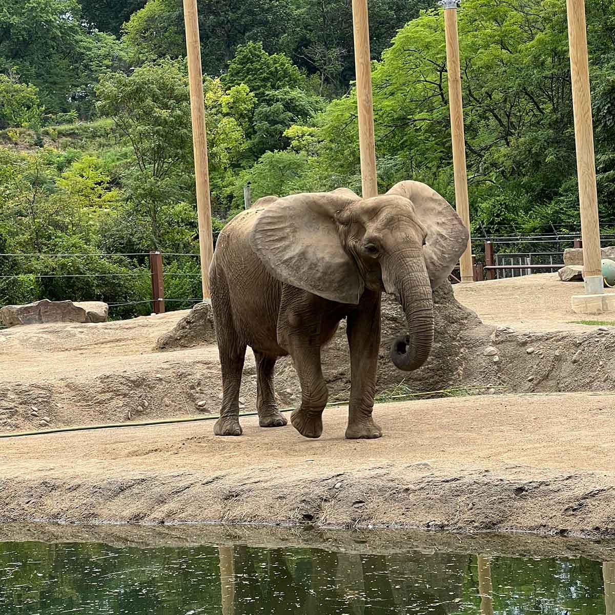 Elephant standing by a water pool in an outdoor enclosure with trees behind