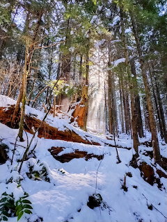 Shimmering Snowfall in Forest