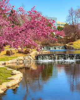 Pink flowering tree beside pond with small waterfall in park under blue sky