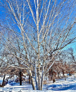 Winter Birch Tree