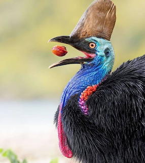 Southern cassowary head profile showing blue neck, red wattles, and brown casque against soft background