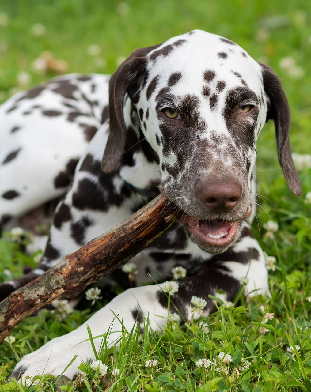 Dalmatian dog lying in grass chewing a stick