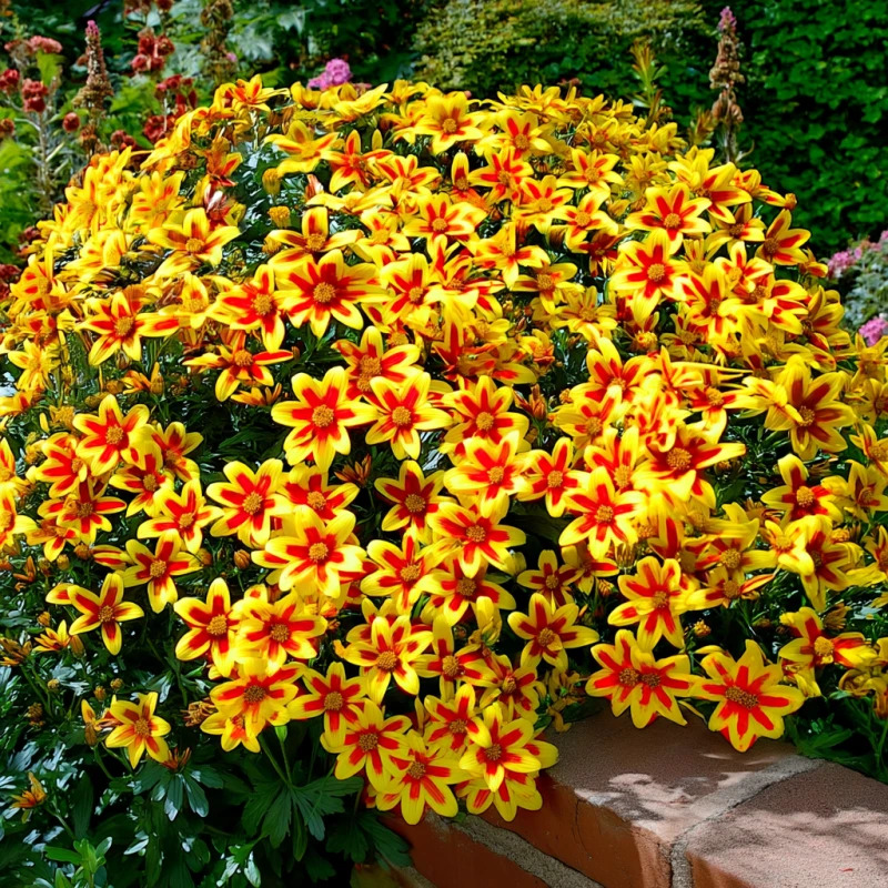 Bidens Tigerbee Flowers