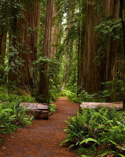 Dirt path through tall redwood trees with green ferns in a tranquil forest