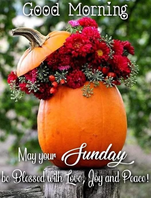 Orange pumpkin decorated with red chrysanthemums and a Good Morning Sunday blessing quote