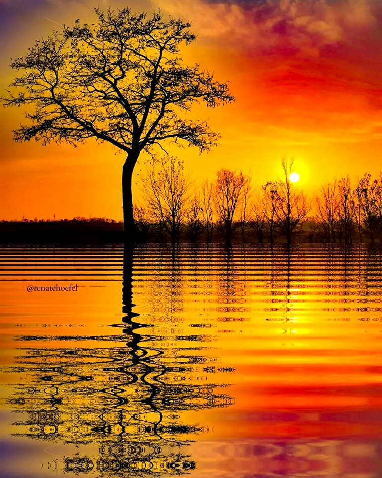 Lone tree silhouetted in water at sunset with bright orange sky and reflections