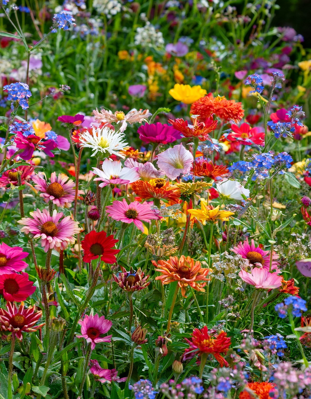 Colorful Summer Flower Bed