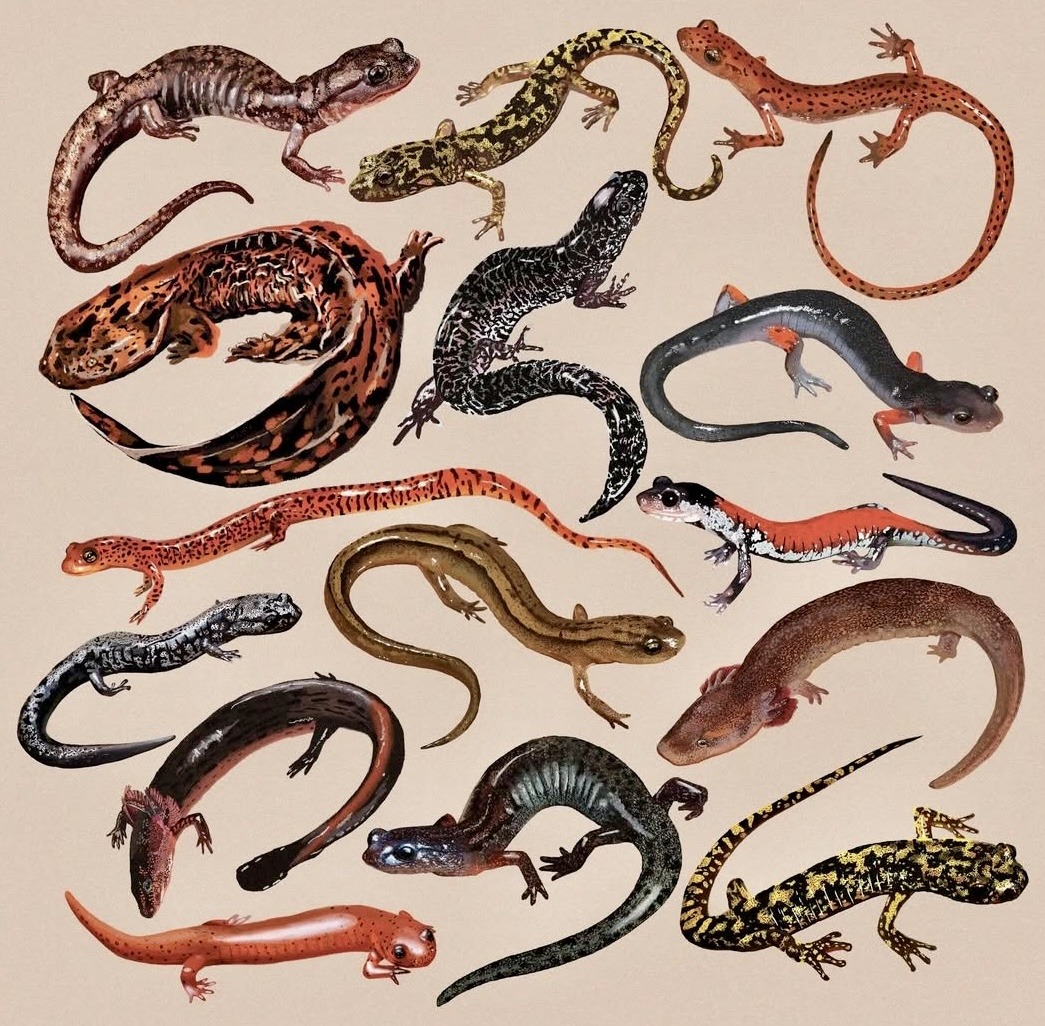 Illustration of several salamanders and newts in different colors on a light background
