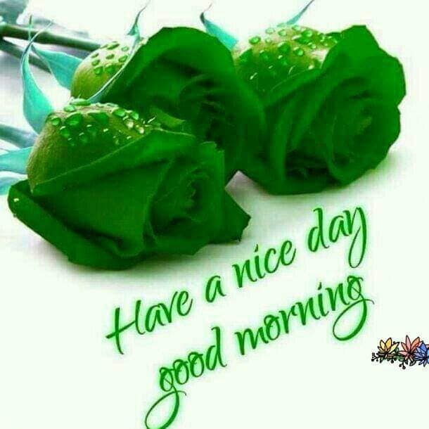 Three green roses with water droplets and a cursive good morning message on a white background