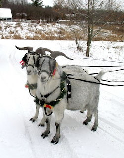 Two harnessed grey goats pulling a sled on a snowy road in winter