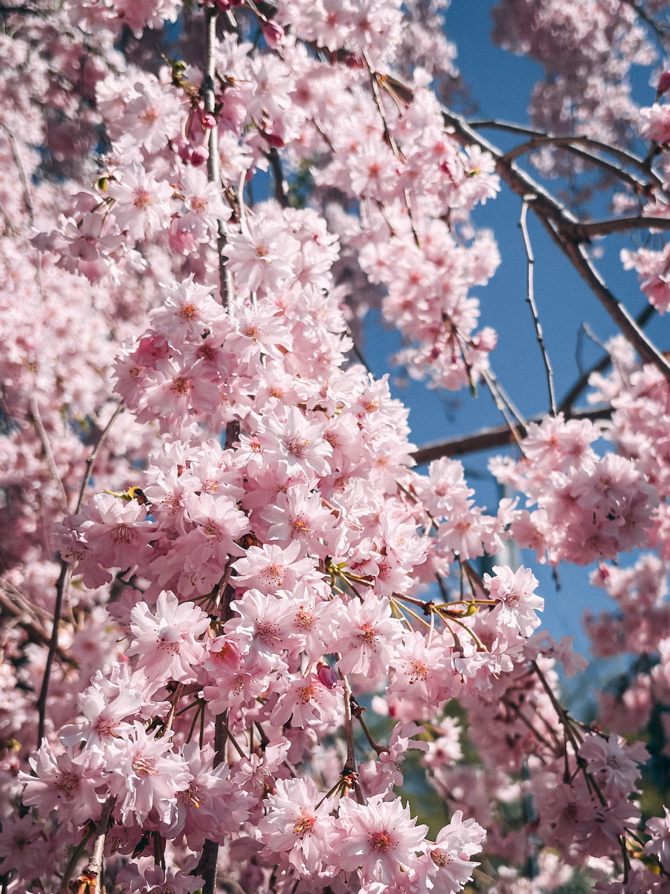 Cherry Blossom Tree