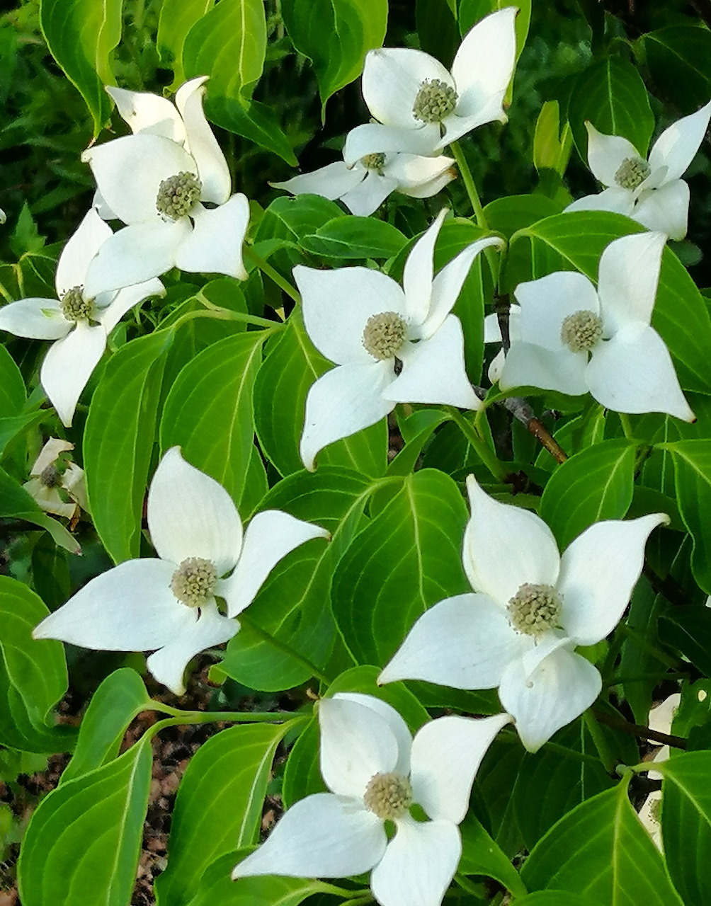 White dogwood flowers with four petals blooming among bright green leaves