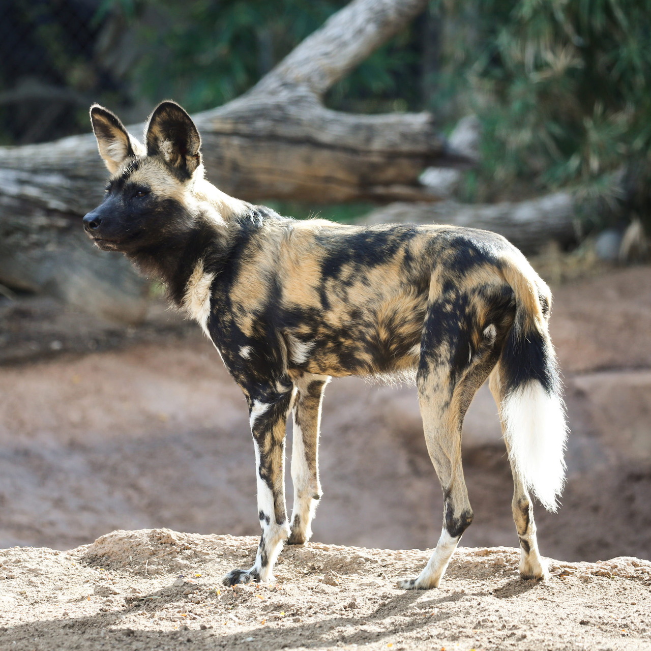 African wild dog standing on sandy ground in a natural setting