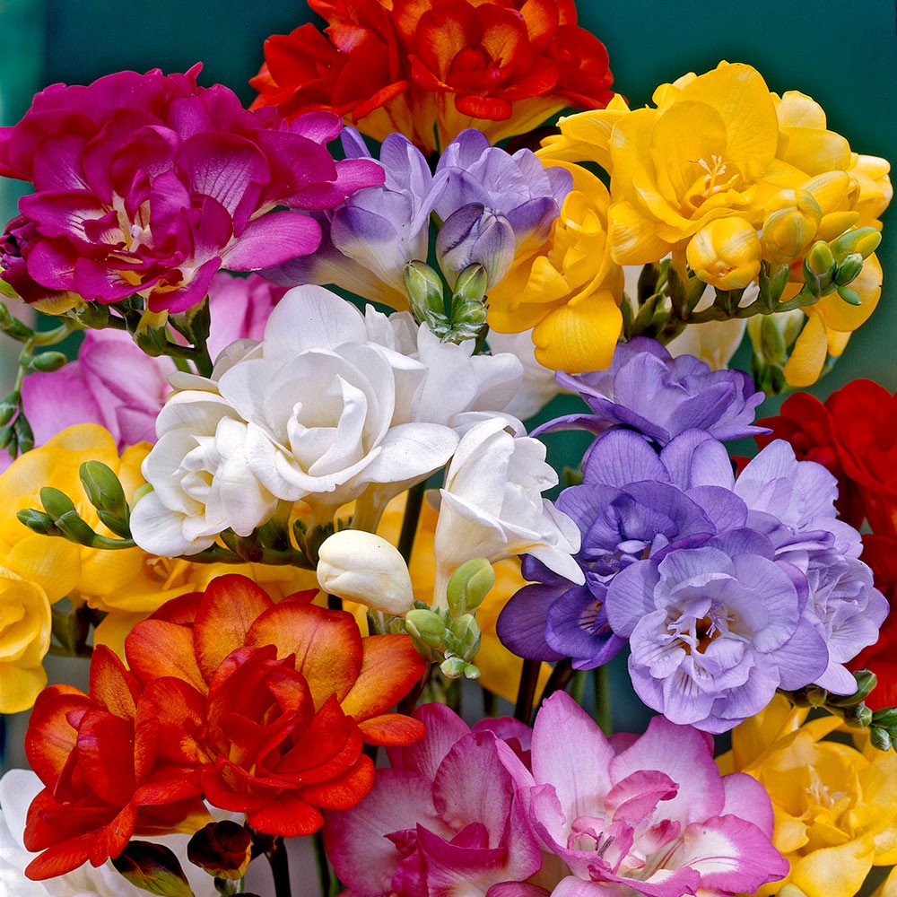 Freesia Double Mix