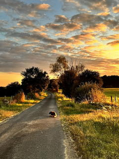 Country Road at Sunset