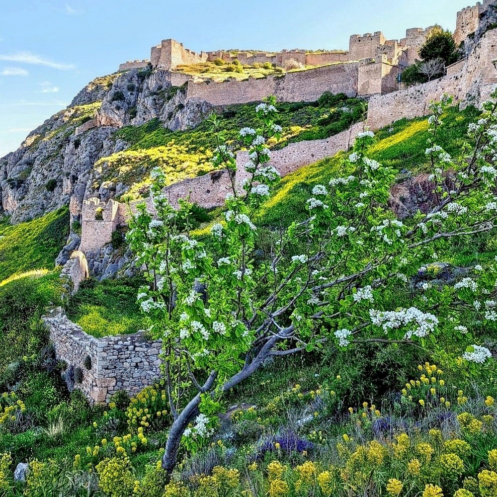 Stone fortress ruins on a mountainside covered with yellow wildflowers and green vegetation