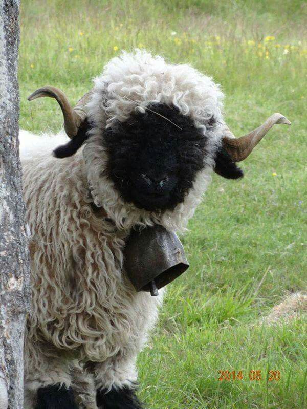 Valais Blacknose sheep with black face, curved horns and white wool in green pasture