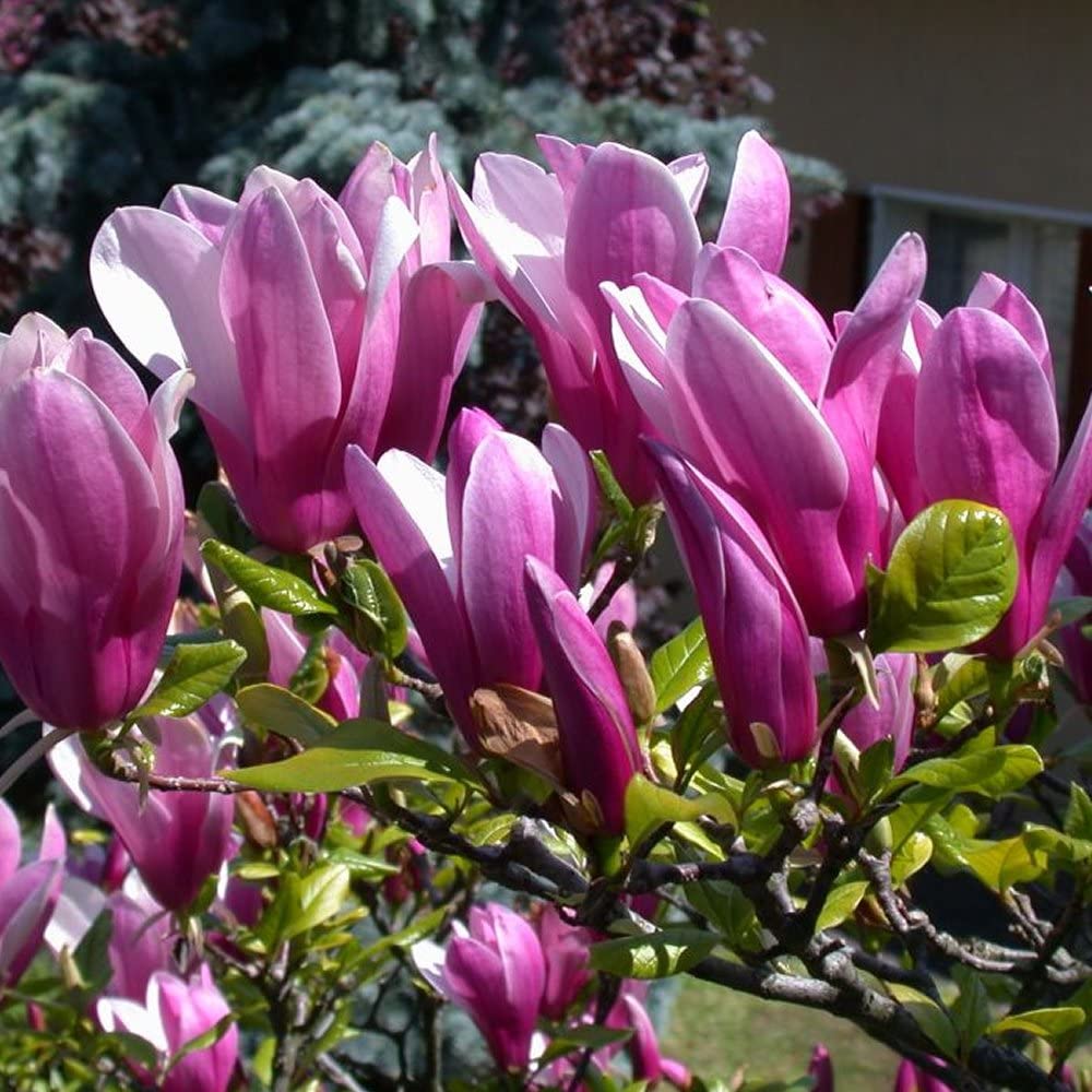 Close-up of pink magnolia flowers blooming on a leafy branch