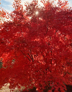 Bright red maple tree with dense autumn foliage and sunlight peeking through the leaves