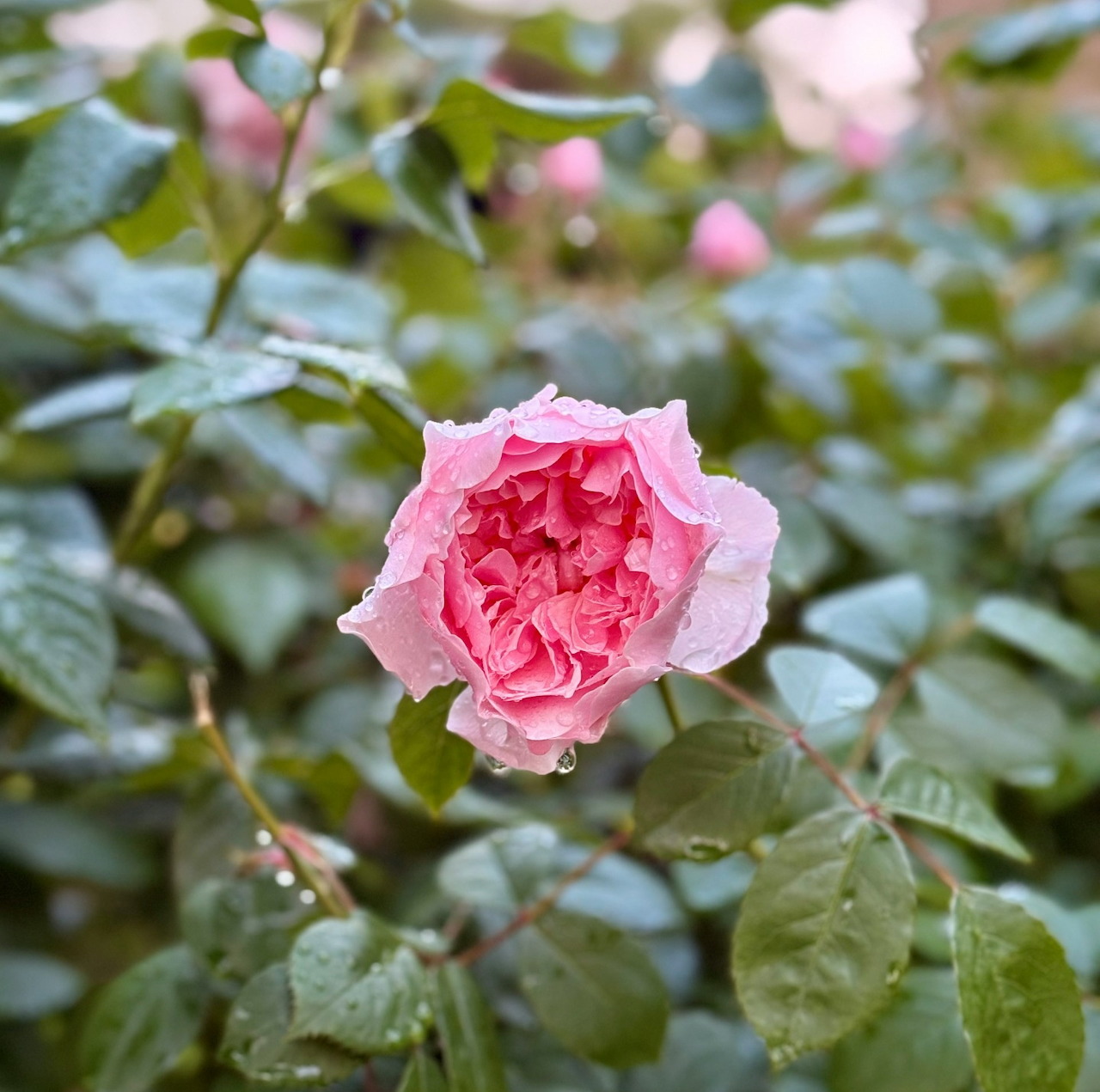 Close-up of a pink rose with water droplets on petals, green leaves in background