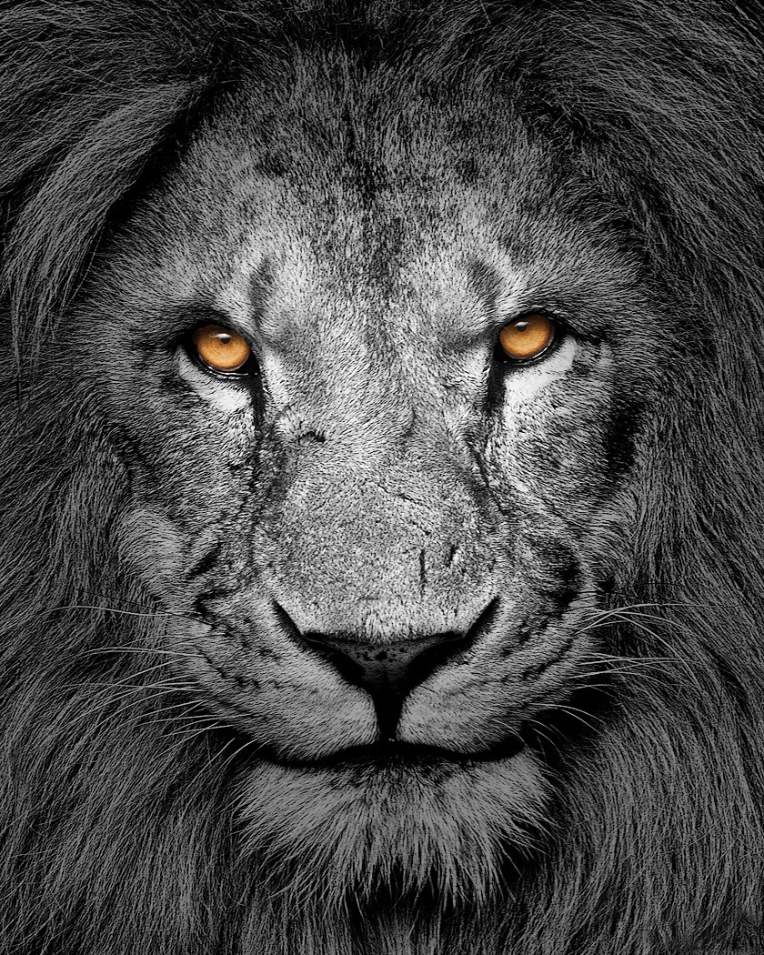 Black and white lion face portrait with vivid amber eyes staring directly at viewer, detailed mane and facial features