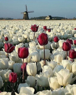 Bouquet of white tulips with green leaves