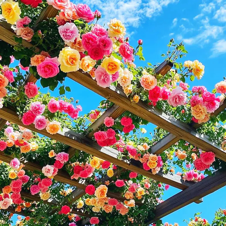 Colorful roses blooming on a wooden trellis against a blue sky