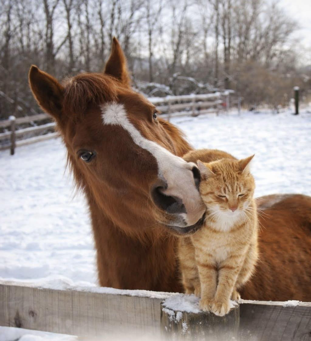 Chestnut horse and ginger cat beside a wooden fence in the snow