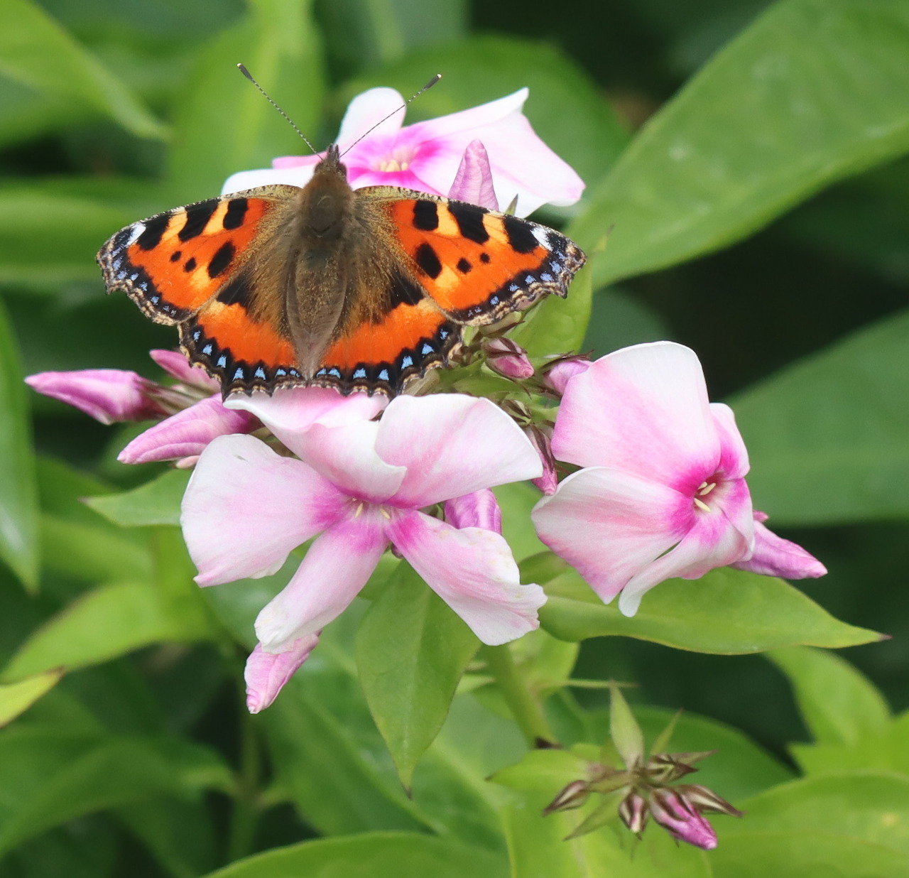 Small Tortoiseshell butterfly perched on pink flowers with green leaves in the background