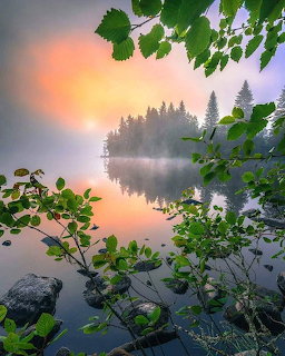 Misty forest lake at sunrise with tree reflections, green leaves, and rocks along the shore