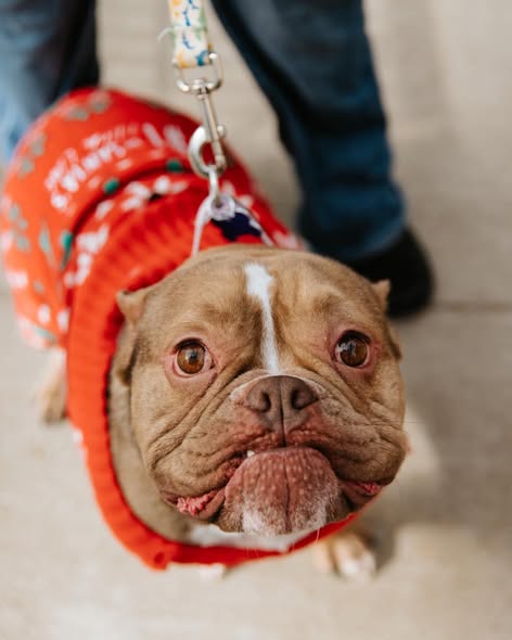 Brown and white bulldog wearing red festive outfit on a leash looking at camera