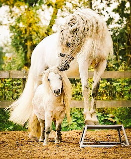 White horse mare with blonde mane standing next to small white foal in garden with yellow and white flowers