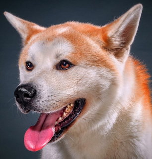 Portrait of an Akita Inu dog with orange and white fur, mouth open with tongue out, on dark gray background