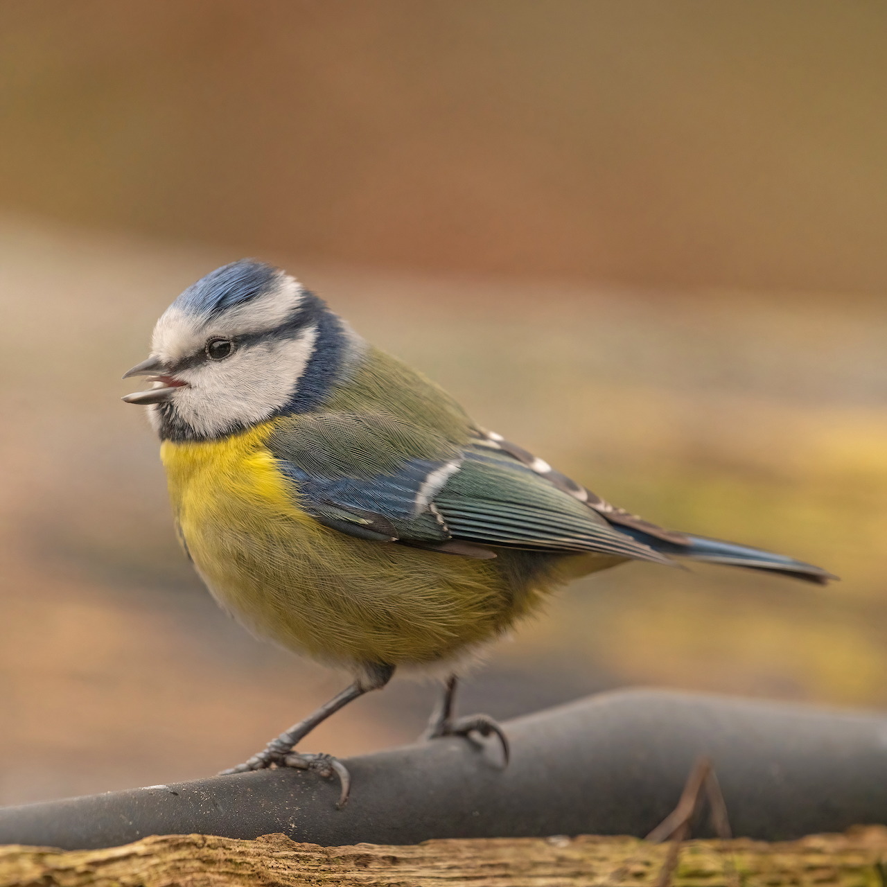 Blue Tit Perched on Branch