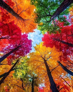 Looking up at colorful autumn tree canopy with red, orange, yellow and green leaves against blue sky
