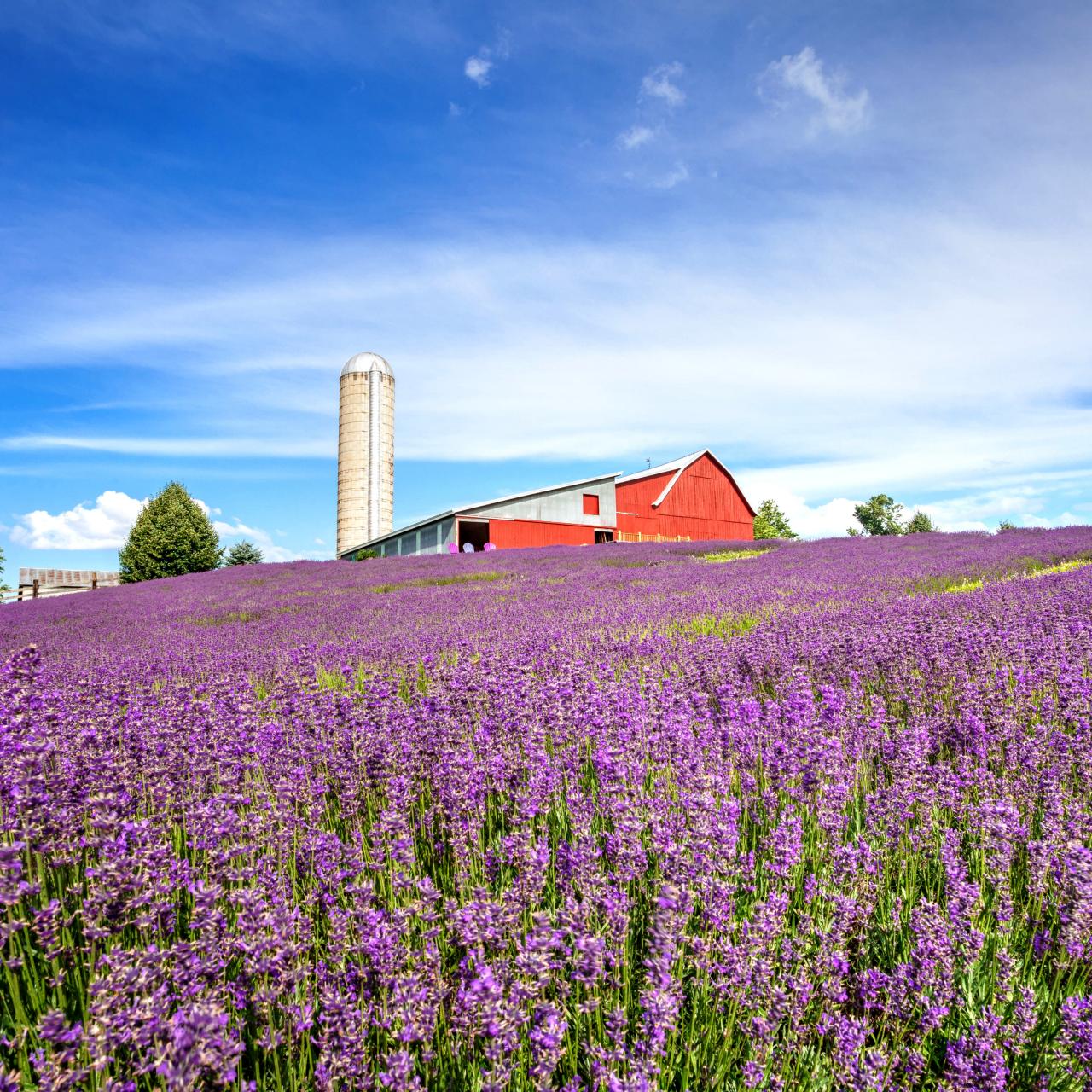 Red barn and silo beyond a blooming lavender field under a blue sky