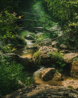 Rustic wooden bridge over a rocky forest stream surrounded by dense green vegetation